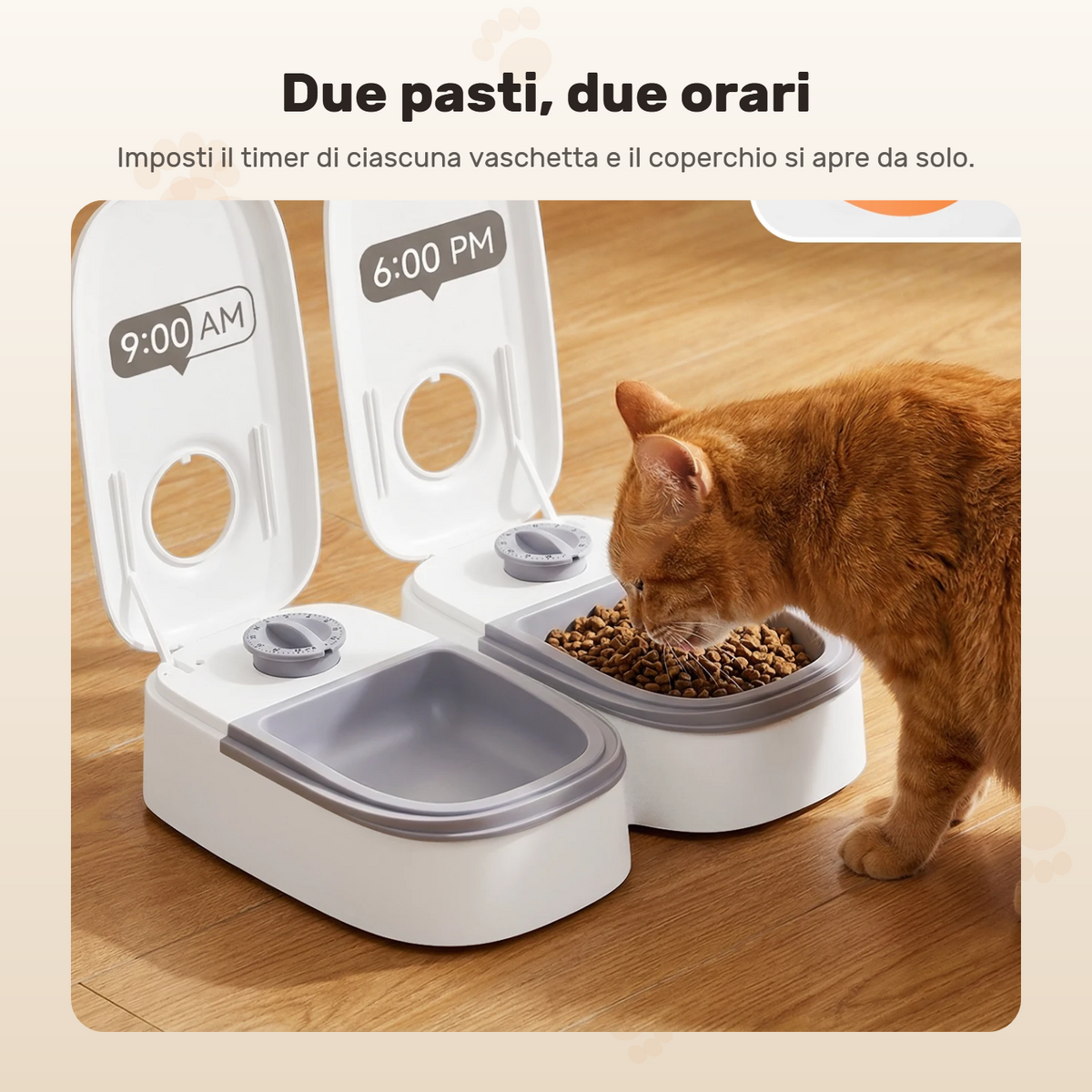 Le due vaschette impostate su orari diversi, con un gatto rosso che mangia dalla prima