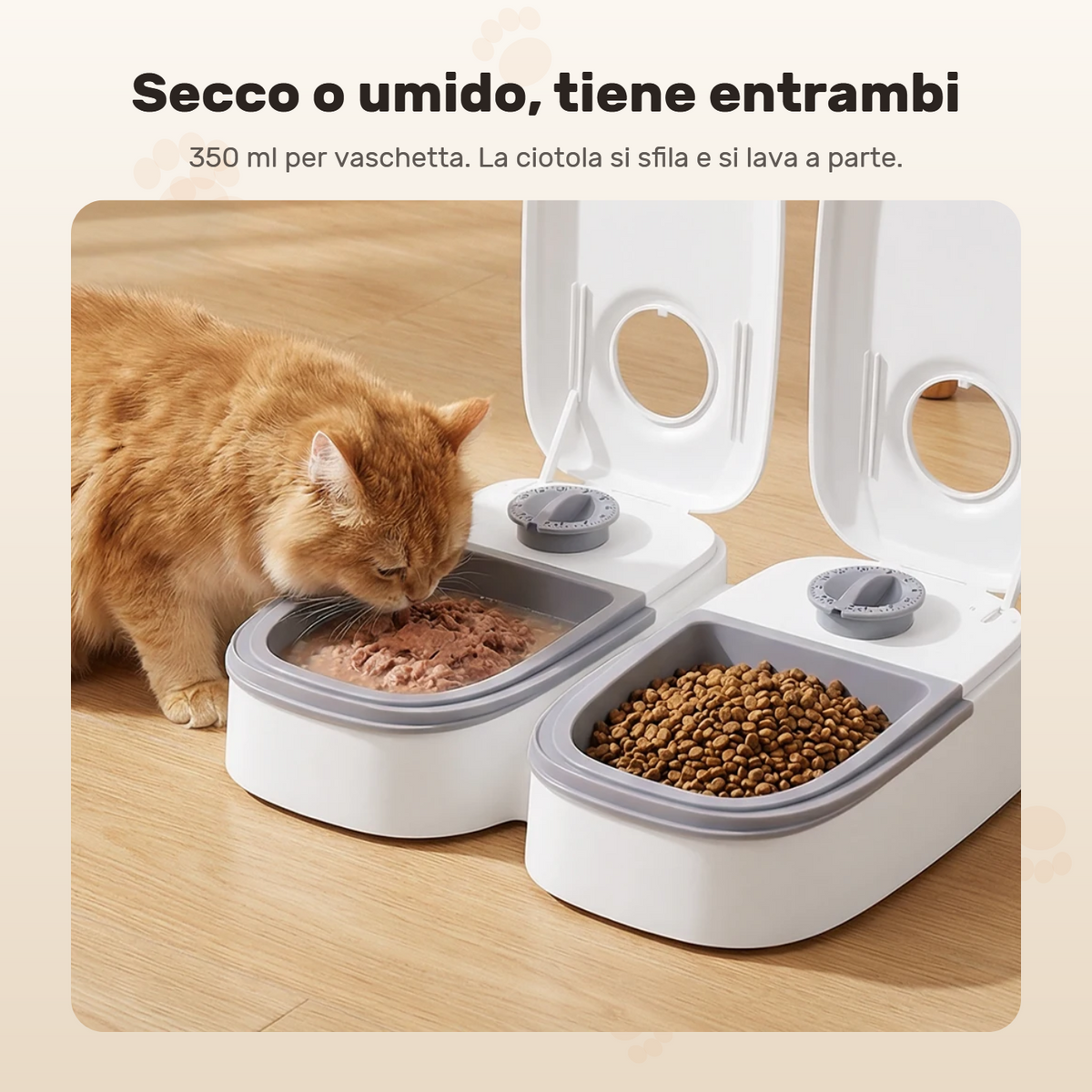 Un gatto mangia il cibo umido da una vaschetta, nell’altra ci sono le crocchette