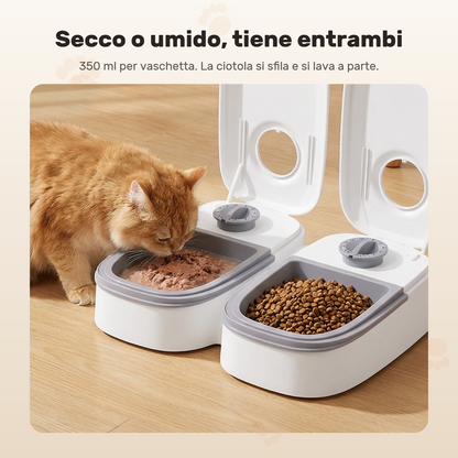 Un gatto mangia il cibo umido da una vaschetta, nell’altra ci sono le crocchette