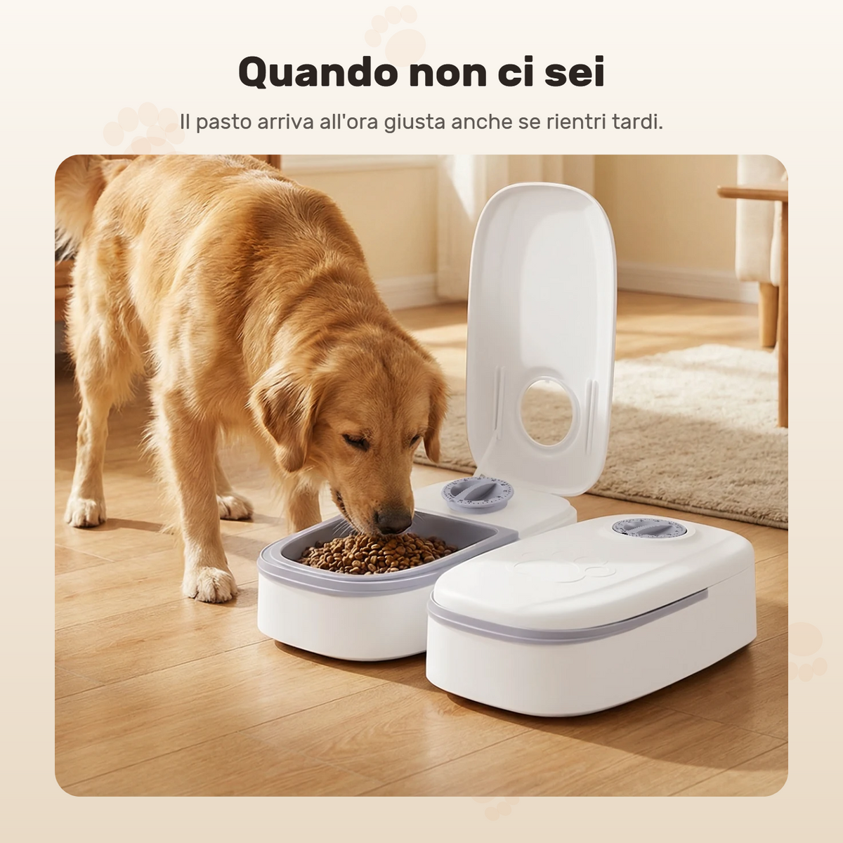Un golden retriever mangia dal distributore in salotto, da solo