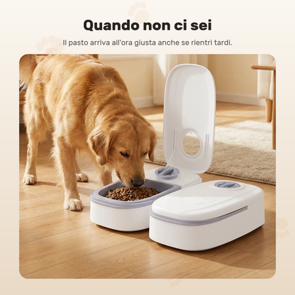 Un golden retriever mangia dal distributore in salotto, da solo